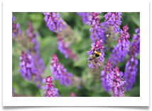 Busy Bee at Dunham - Jackie Tucker